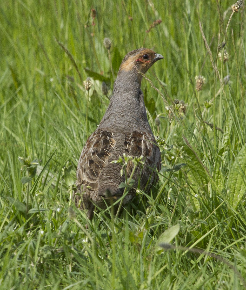 Perdix perdix, Grey Partridge